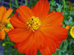 One Orange Flower w/a Fly
